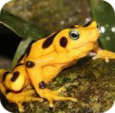 Panamanian golden frog